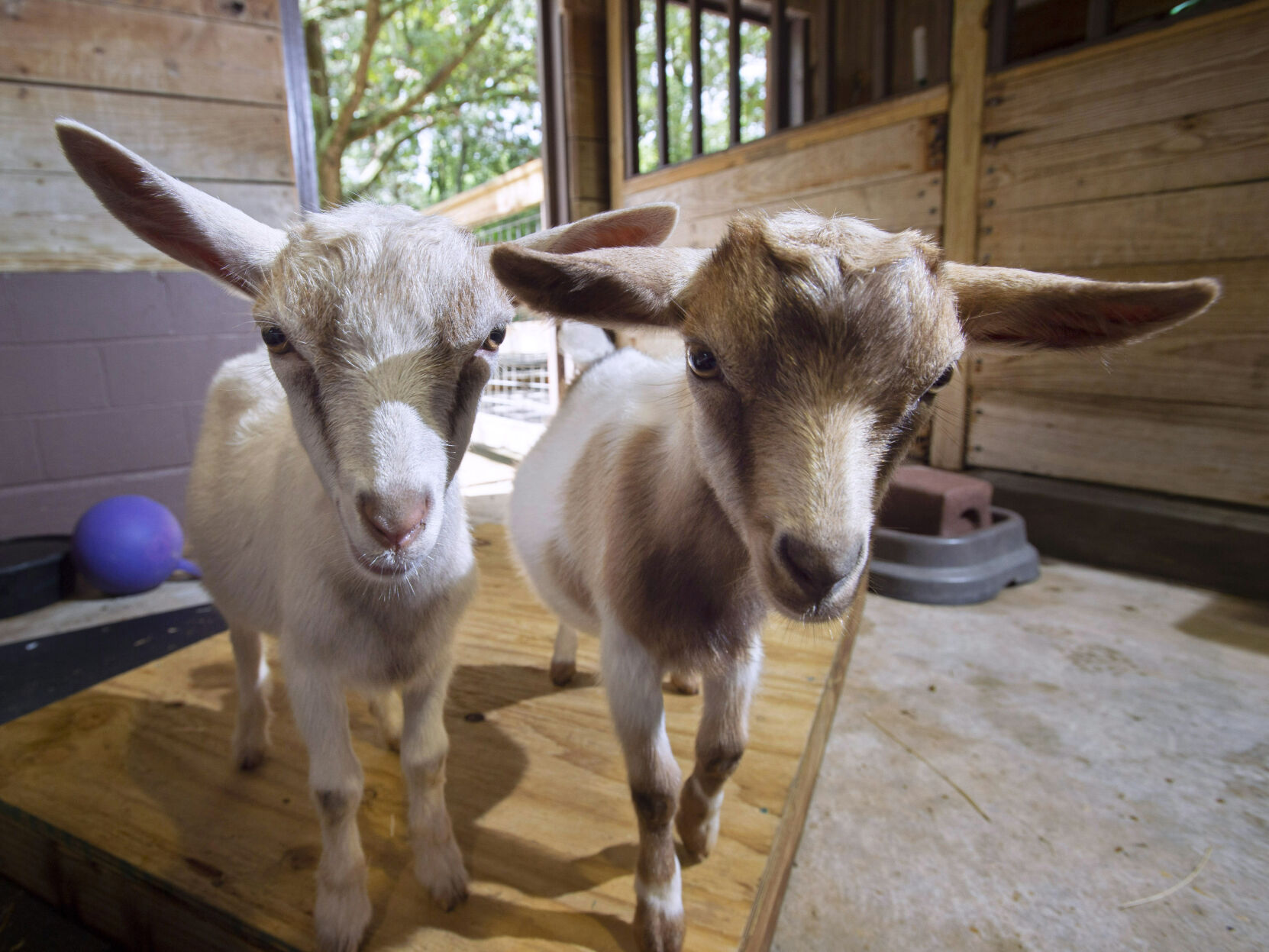 BR.wildartzoopygmygoats.adv TS 44.jpg